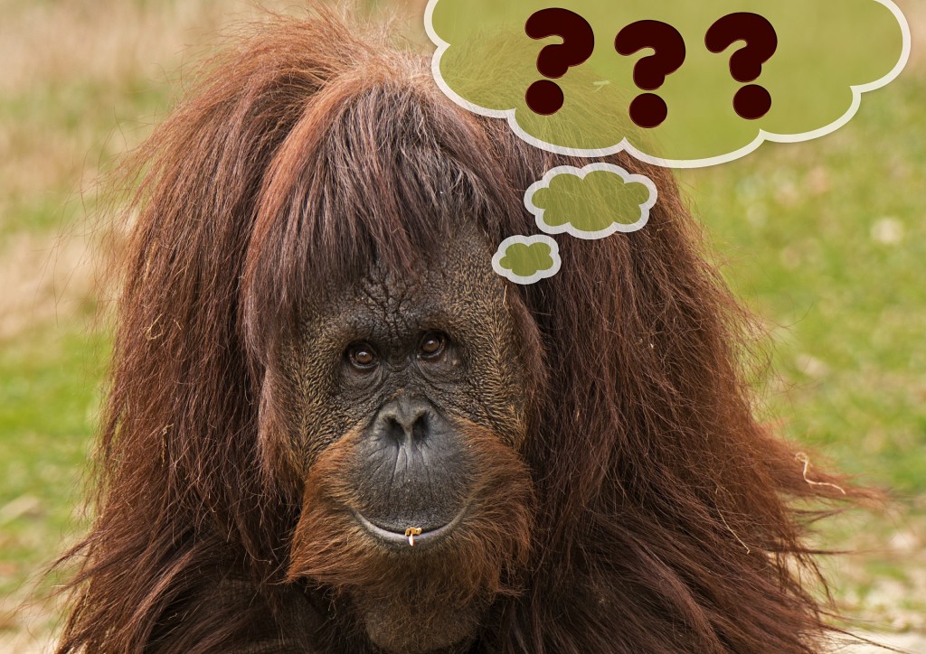 Orangutan with bubble question marks